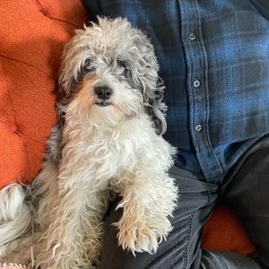 Meet your Posher, Henry